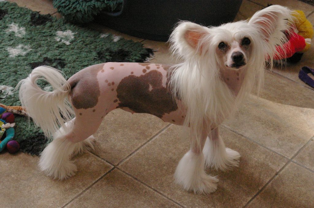 Zucci Miss Dior Cherie