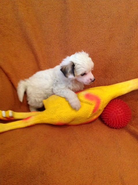 Frendor's SHow me line