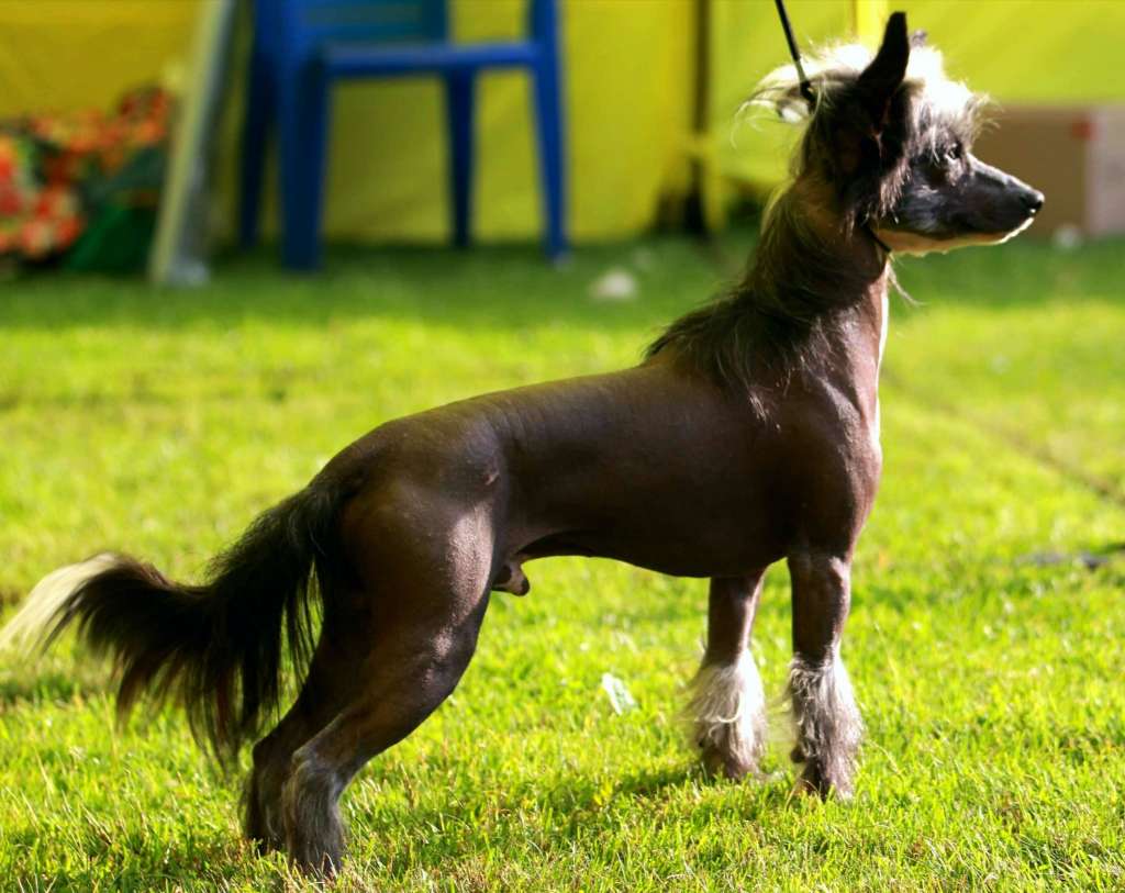 Star Show Bon Ami Zorg Show Galaktika