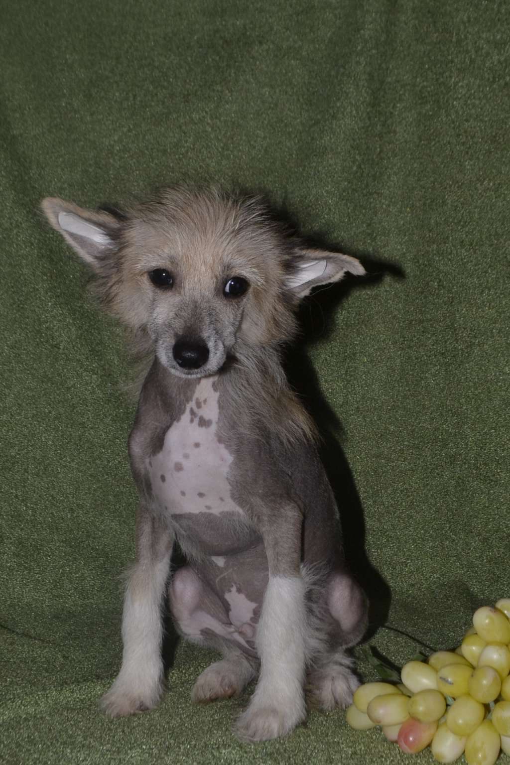 Vologodskiy Suvenir Deniska