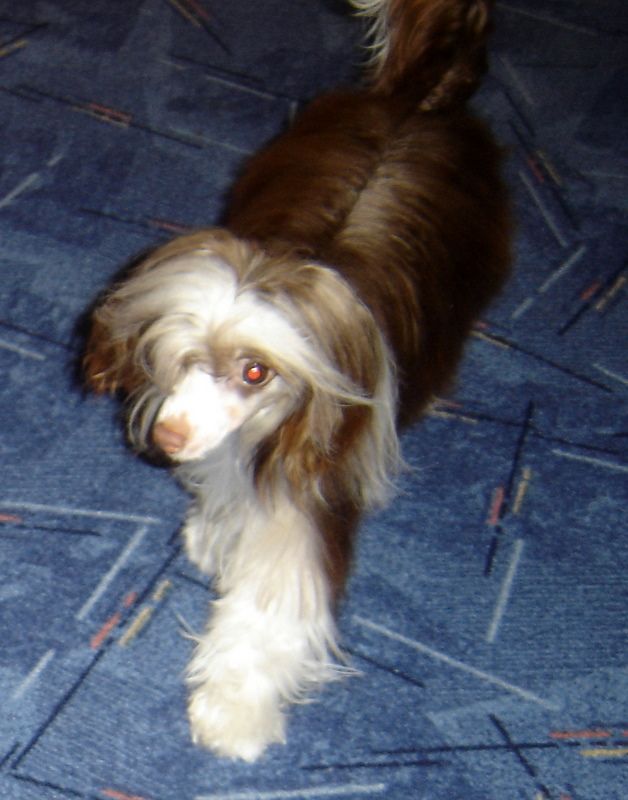 Bianka Bizzi Darydakles