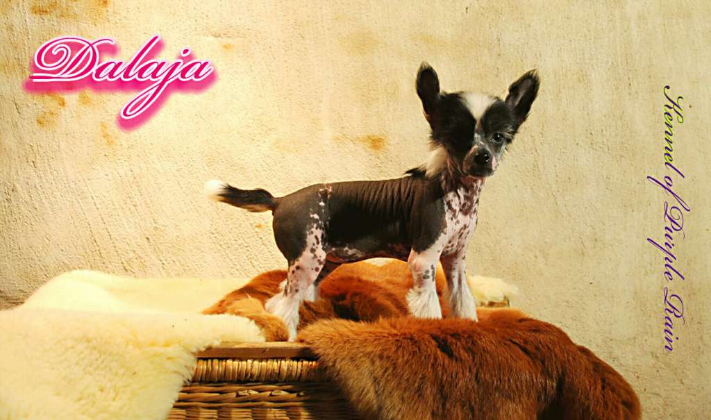 Dalaja of Purple Rain