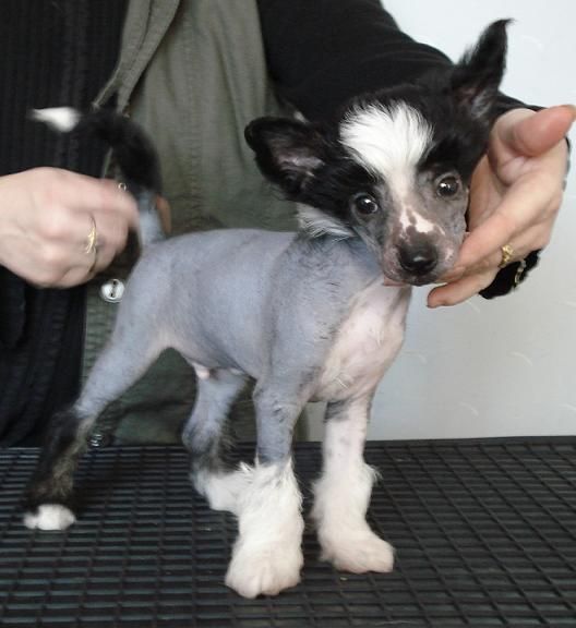 Topgrade What A Surprice