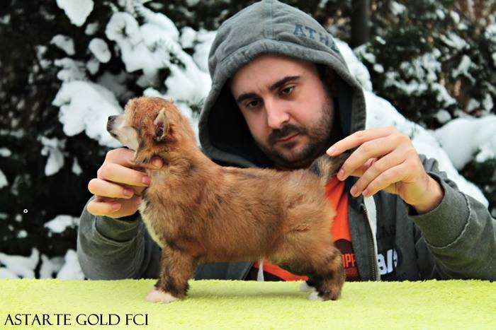 Ice Cream Astarte Gold