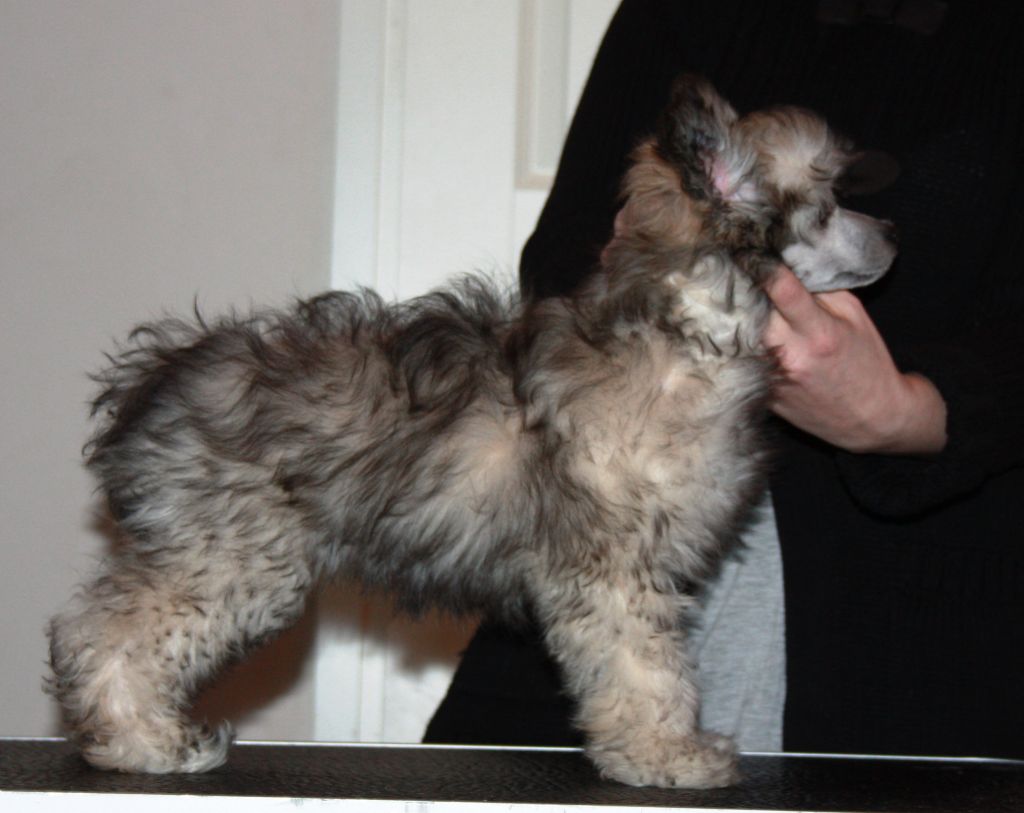 Dazzlingtails Carelian Hayley