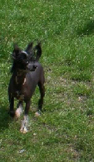 Octopussy Little Champs