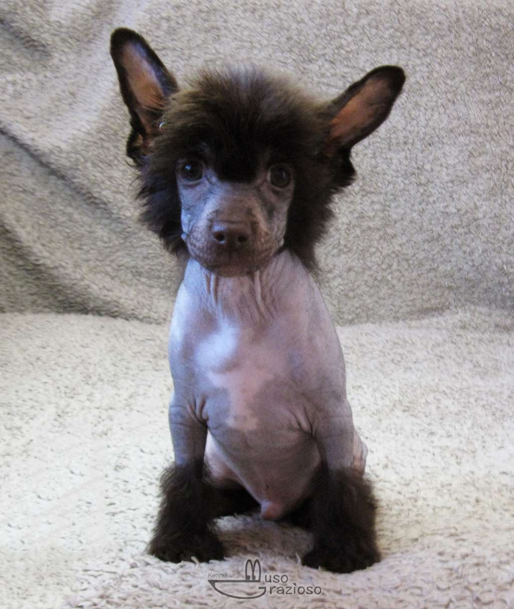 Muso Grazioso Cash in Hand