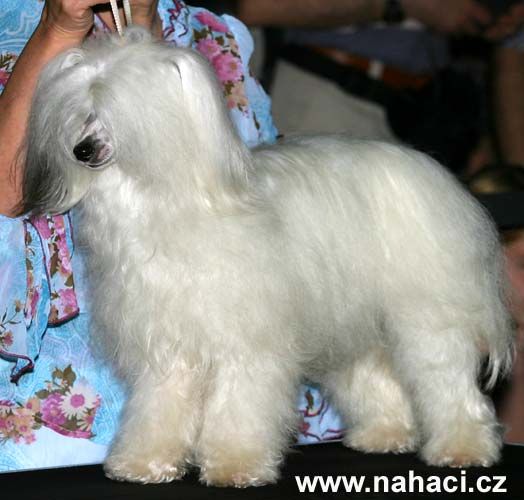 Oriental Jokes Tina Way