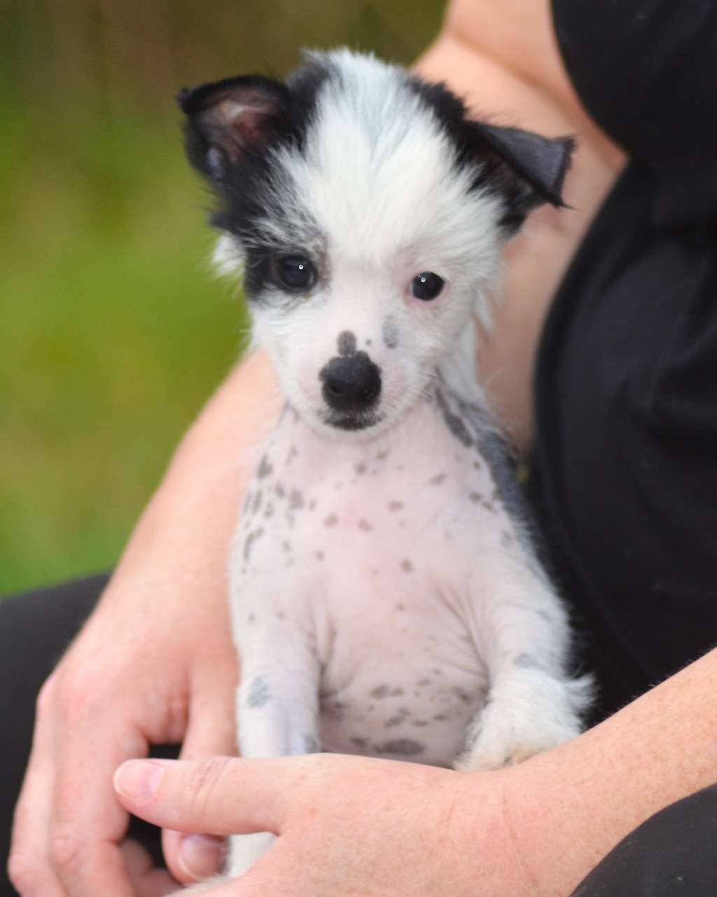 ChinoPata's Xpert Fortune Cookie