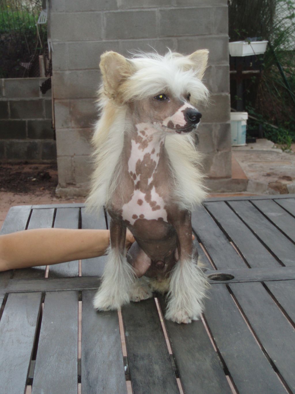 atxarrea the kingdon of the golden dragon