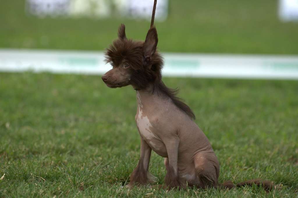 Orleenda Rise iz Clana Timurlana