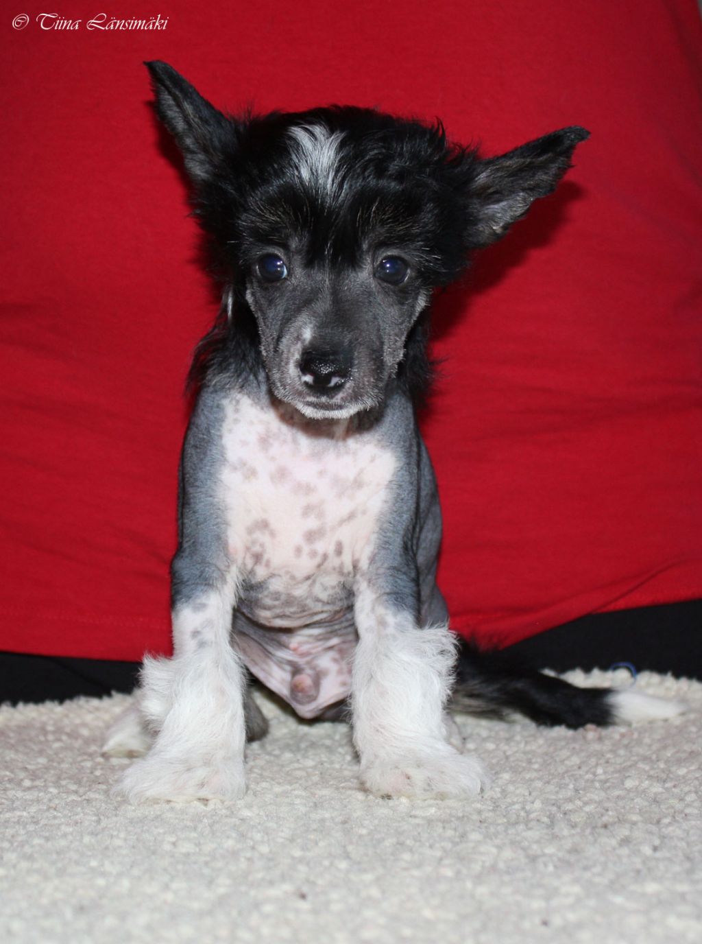 Xtra Bold Black Russian