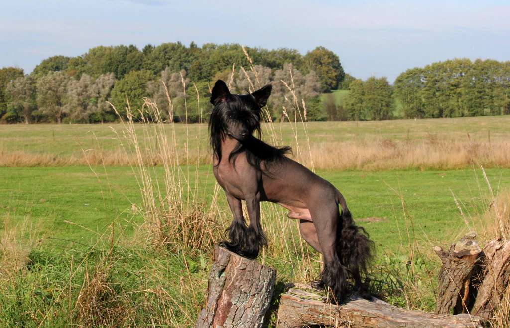 Dragan King of Diamonds