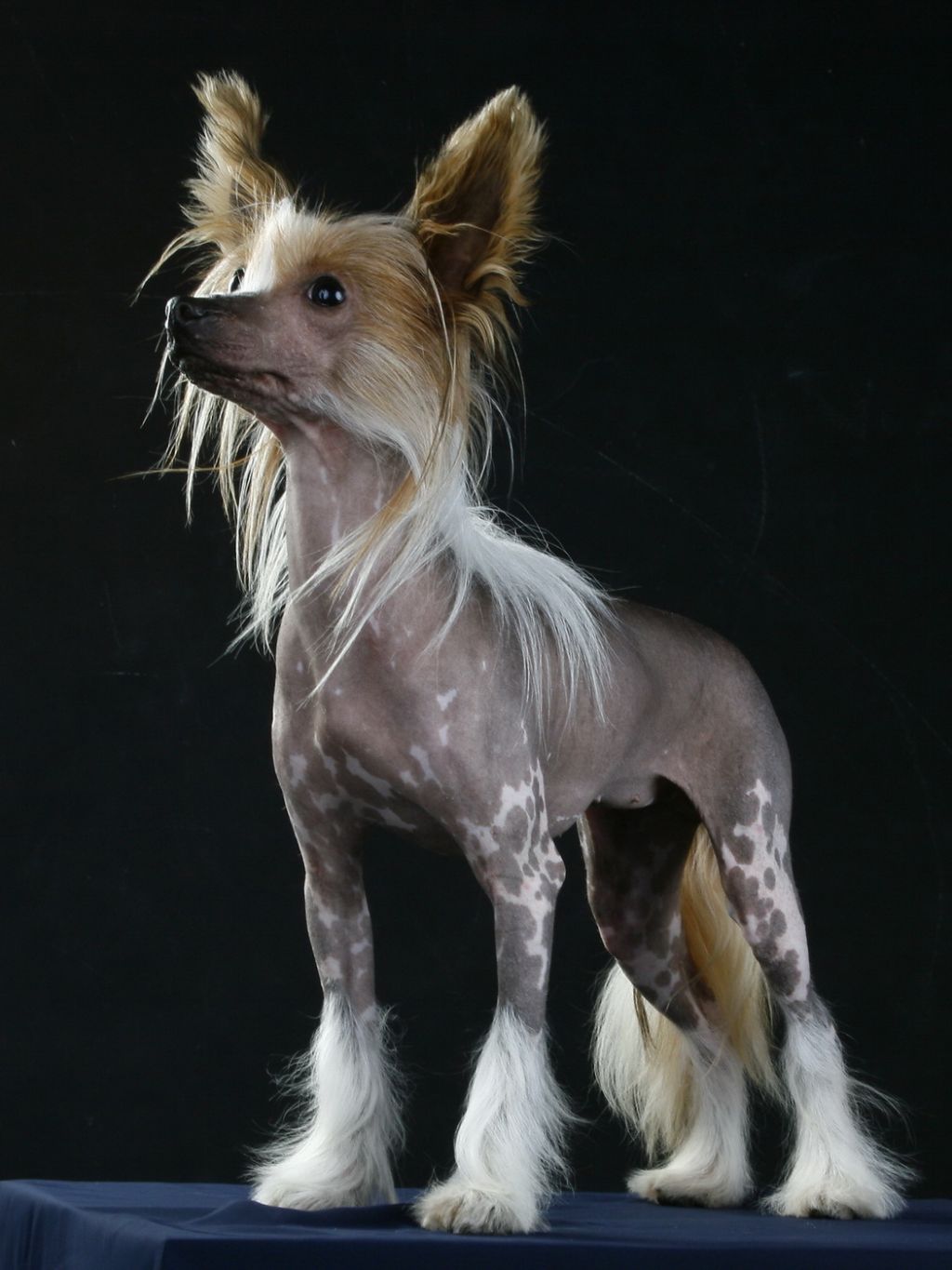 Bayles Nezkrotna markyza