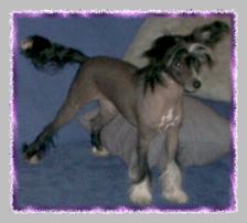 Ixinja Infinta Ironia of Powder Dream 