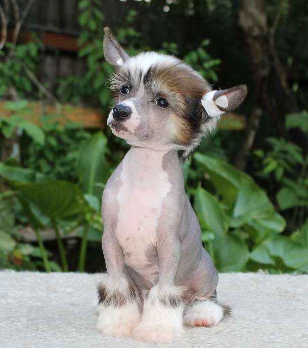 Angel O'Check Lavanda