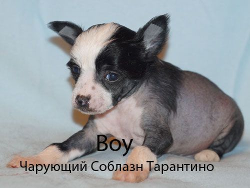 Charuyuschiy Soblazn Tarantino