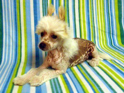 Aféra Z Noveho draka