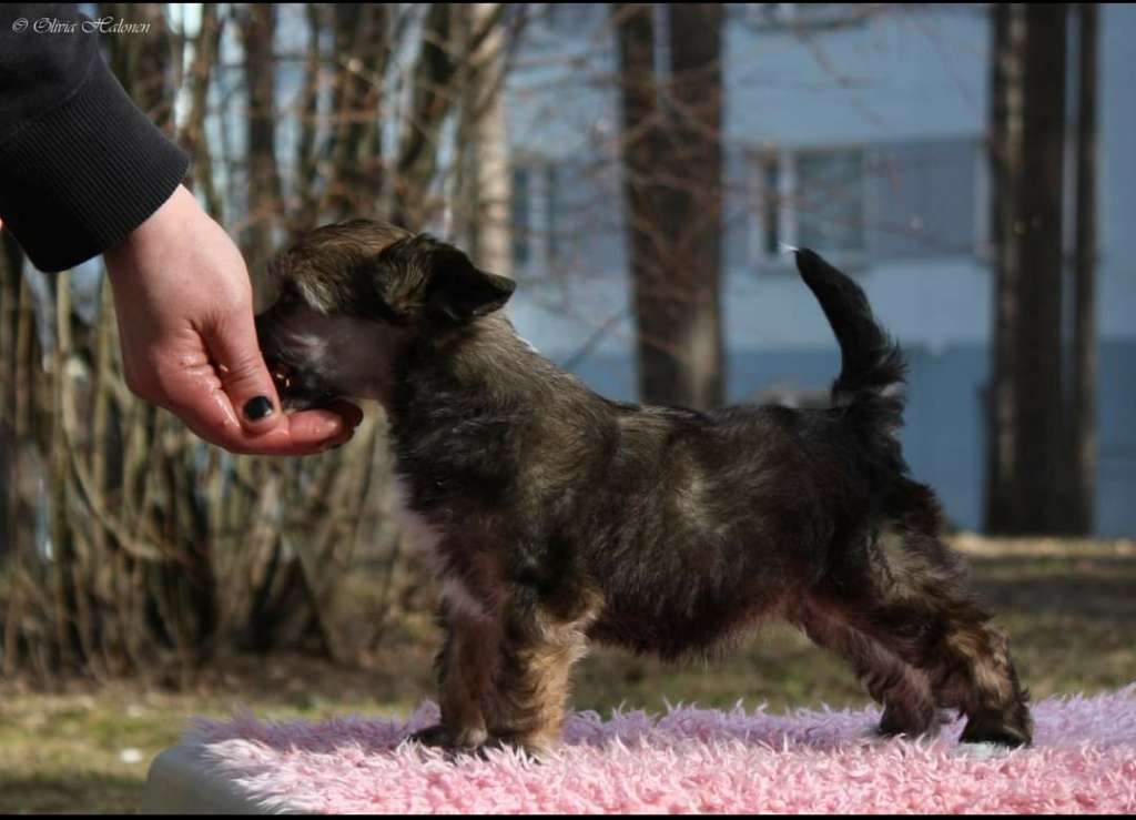 Xtra Bold Star Of Africa