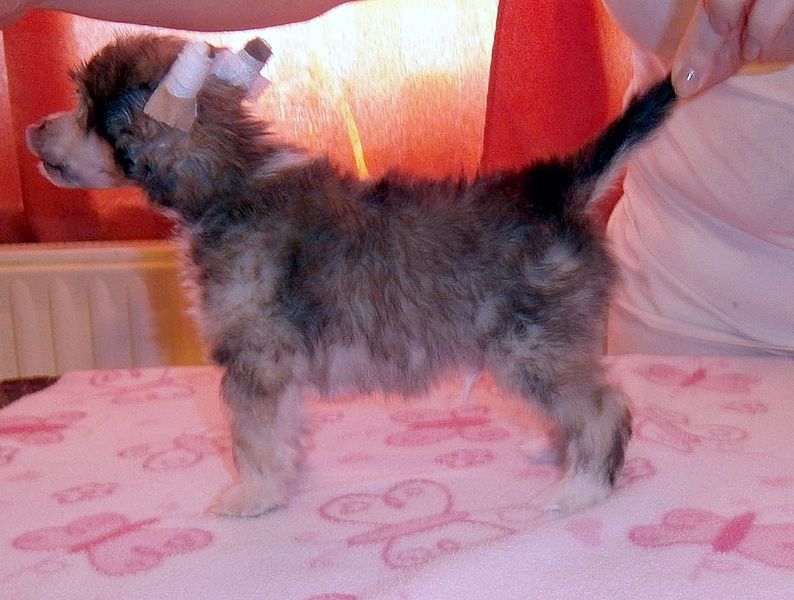 Booster Boy Mystic Fantastic