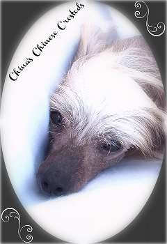 CDM Sweet Caroline Loves Her Diamond