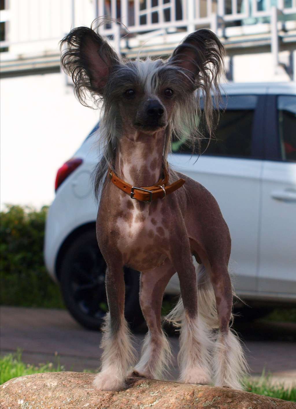 Believe in You Star of Golden Lily