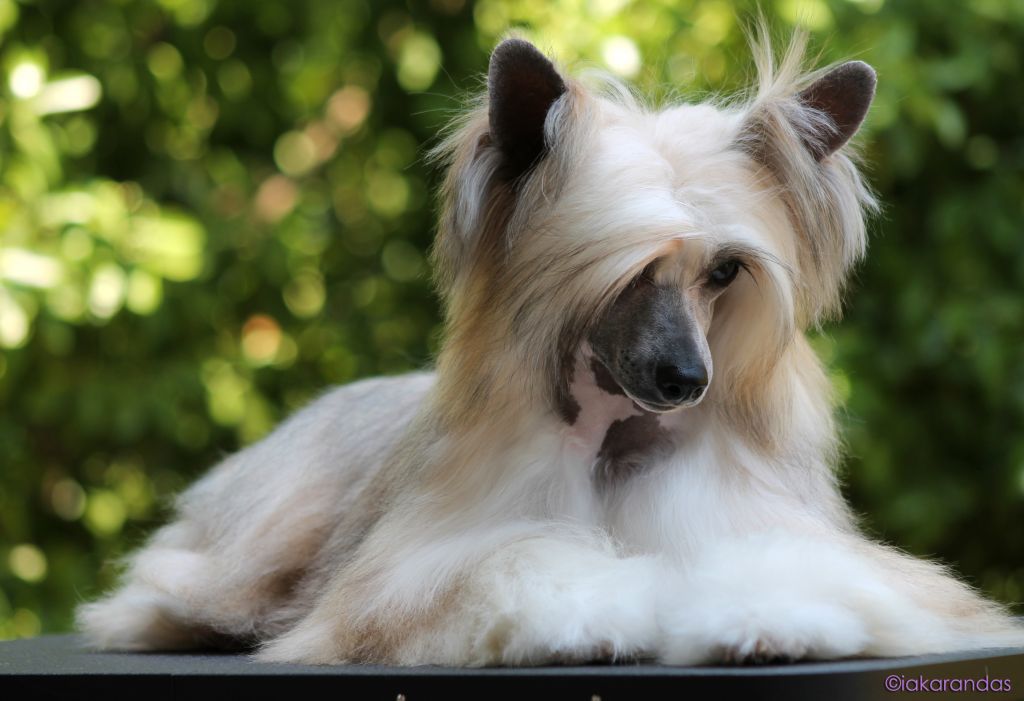 JCh. Magnus Staff Emma Bloomers