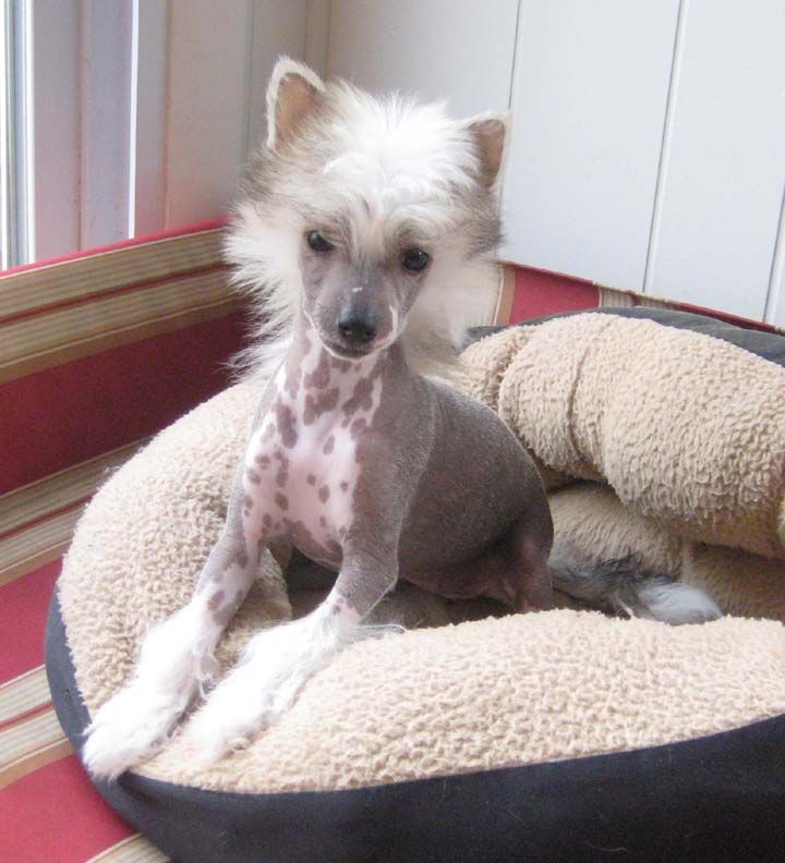 Jewels Number One Girl