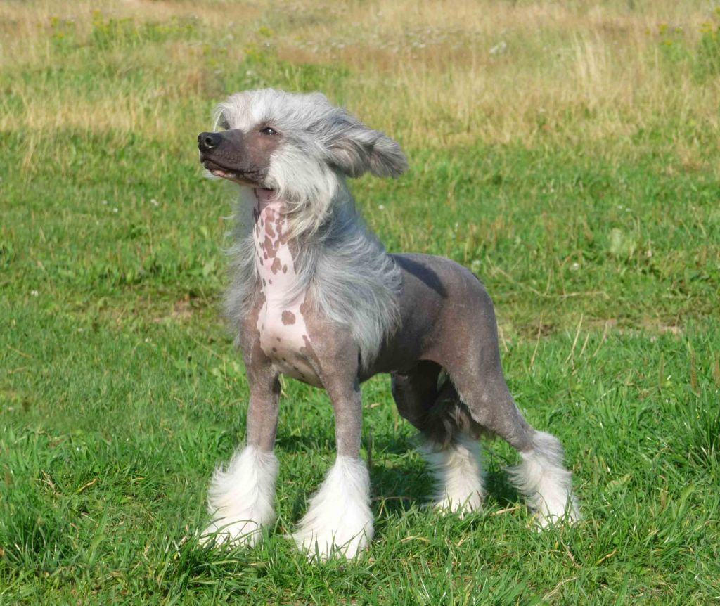 Olegro Katrin Lawliet