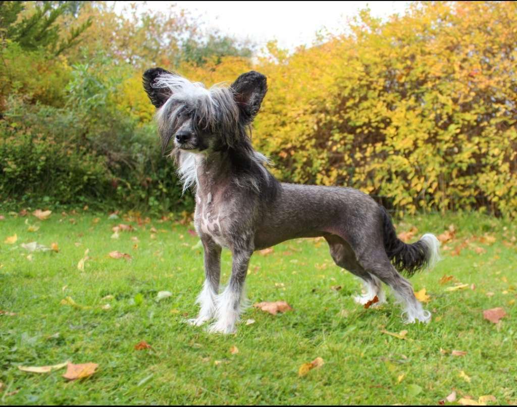 Xtra Bold Alice In Wonderland