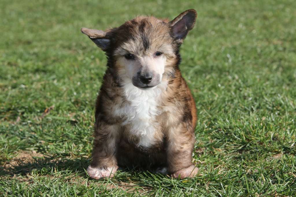 Demons Princes de la Roses