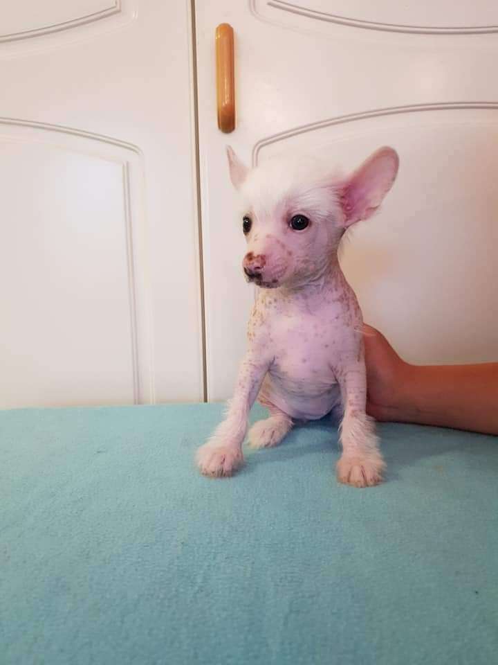 Viuvaun Fantastic Me