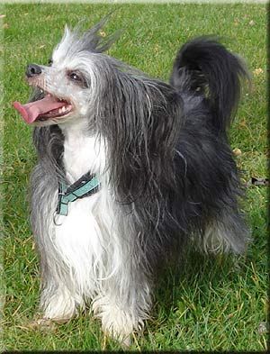 Marachinos Devil In Me