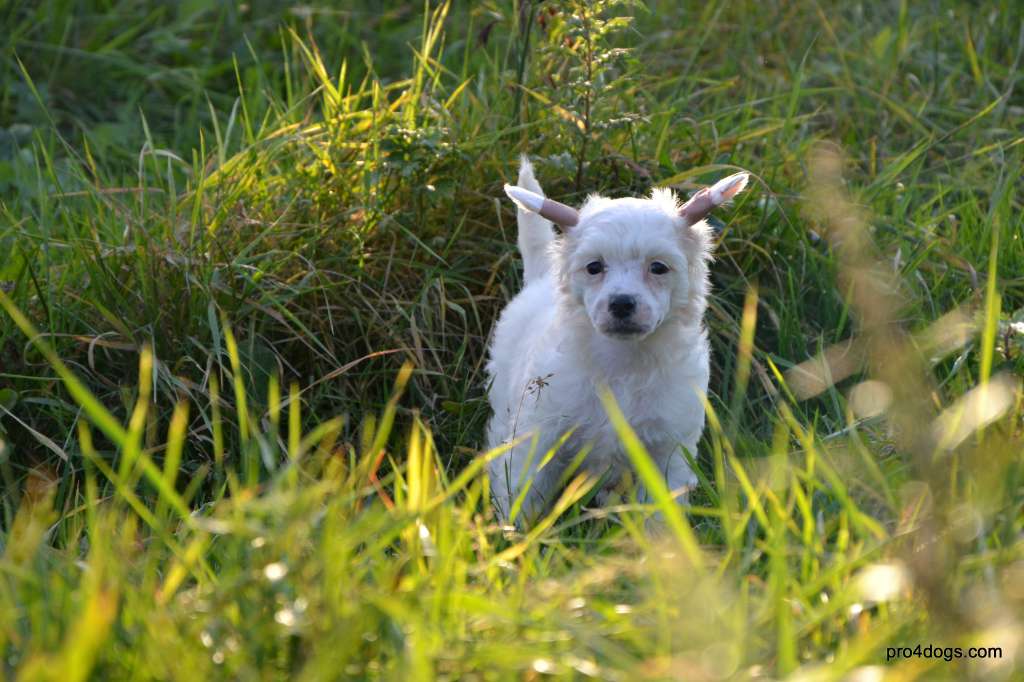 Rus Foreva Armageddon