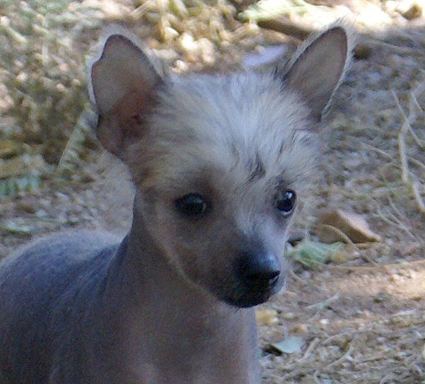 Krishna n Tamarlane I'm Just Wild About Harry