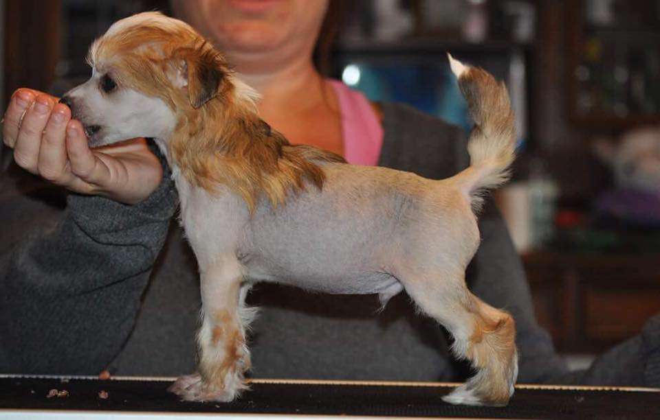 Smedbys Forget Me Never