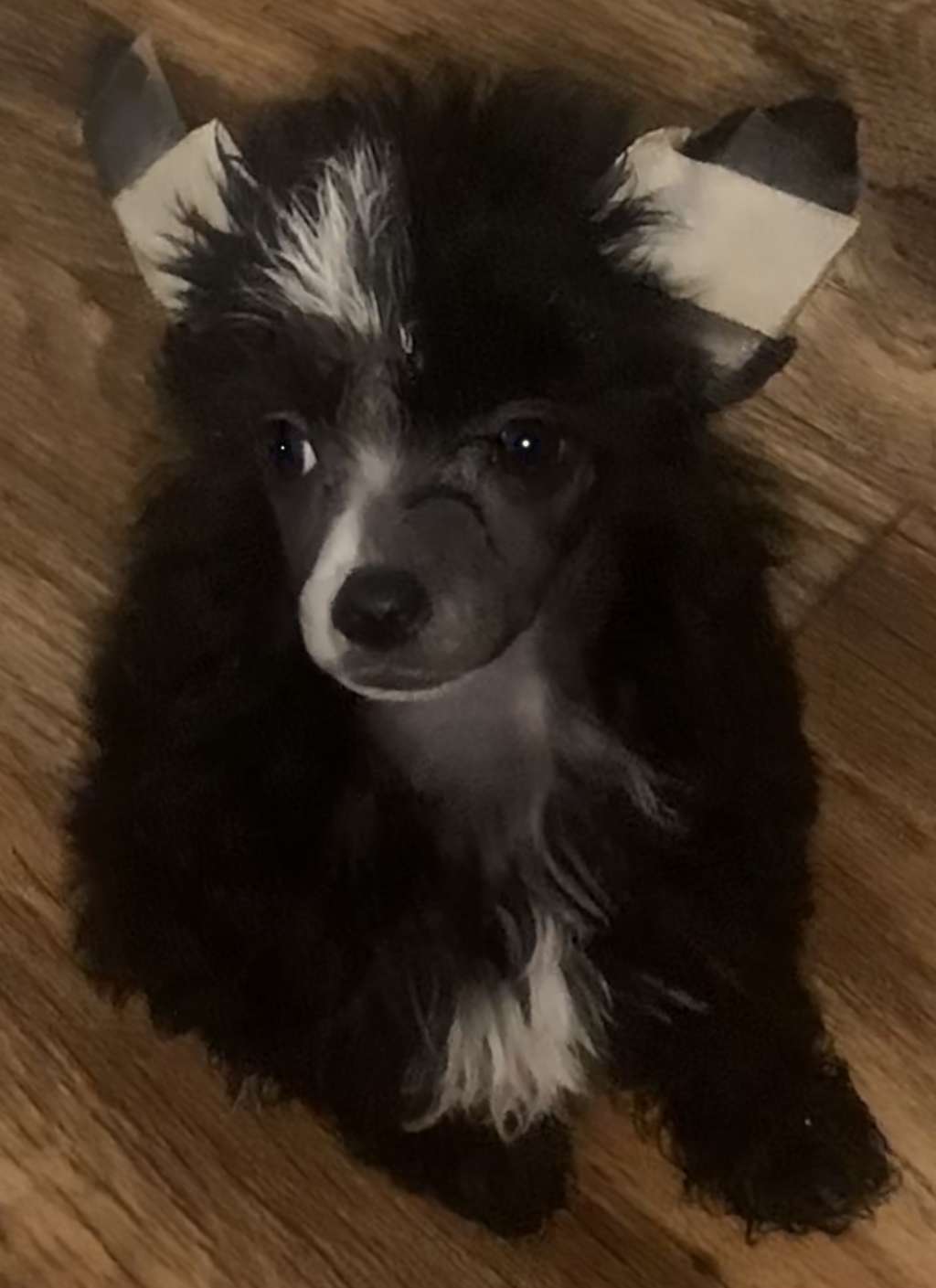 deBahTrio The End All Be All