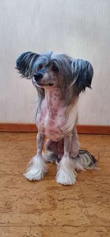 Princess Leia's Don't Stop Me Now