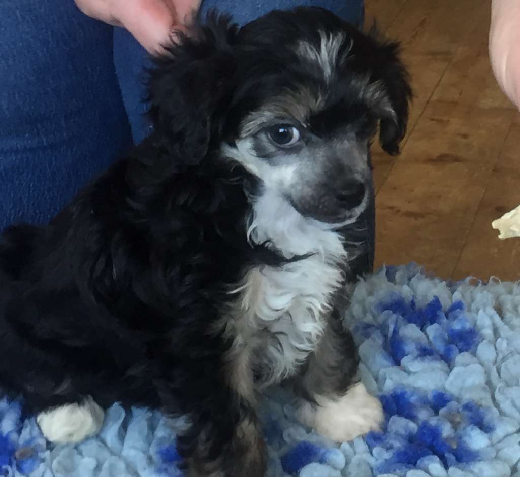 Starside Platinum Princess