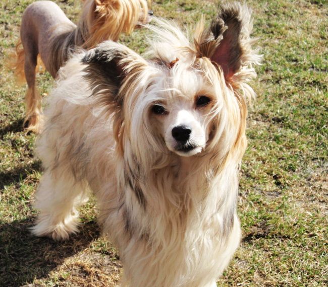 Iantanee ze Shetlandu