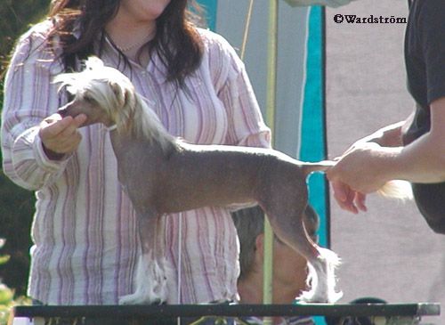 Cute and Crazy Alice