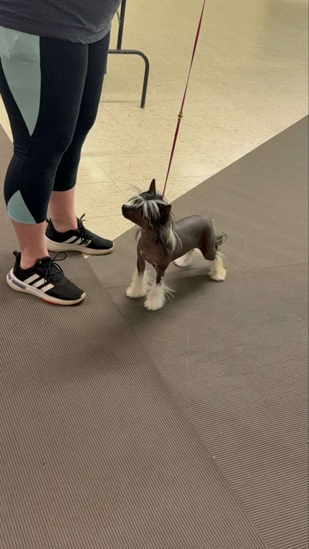 Kaylens My Sizzle at Black Powder