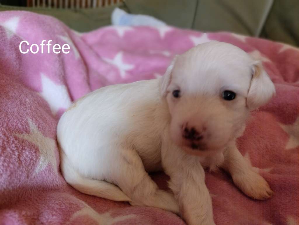 Ice Coffee vom Blühmchen