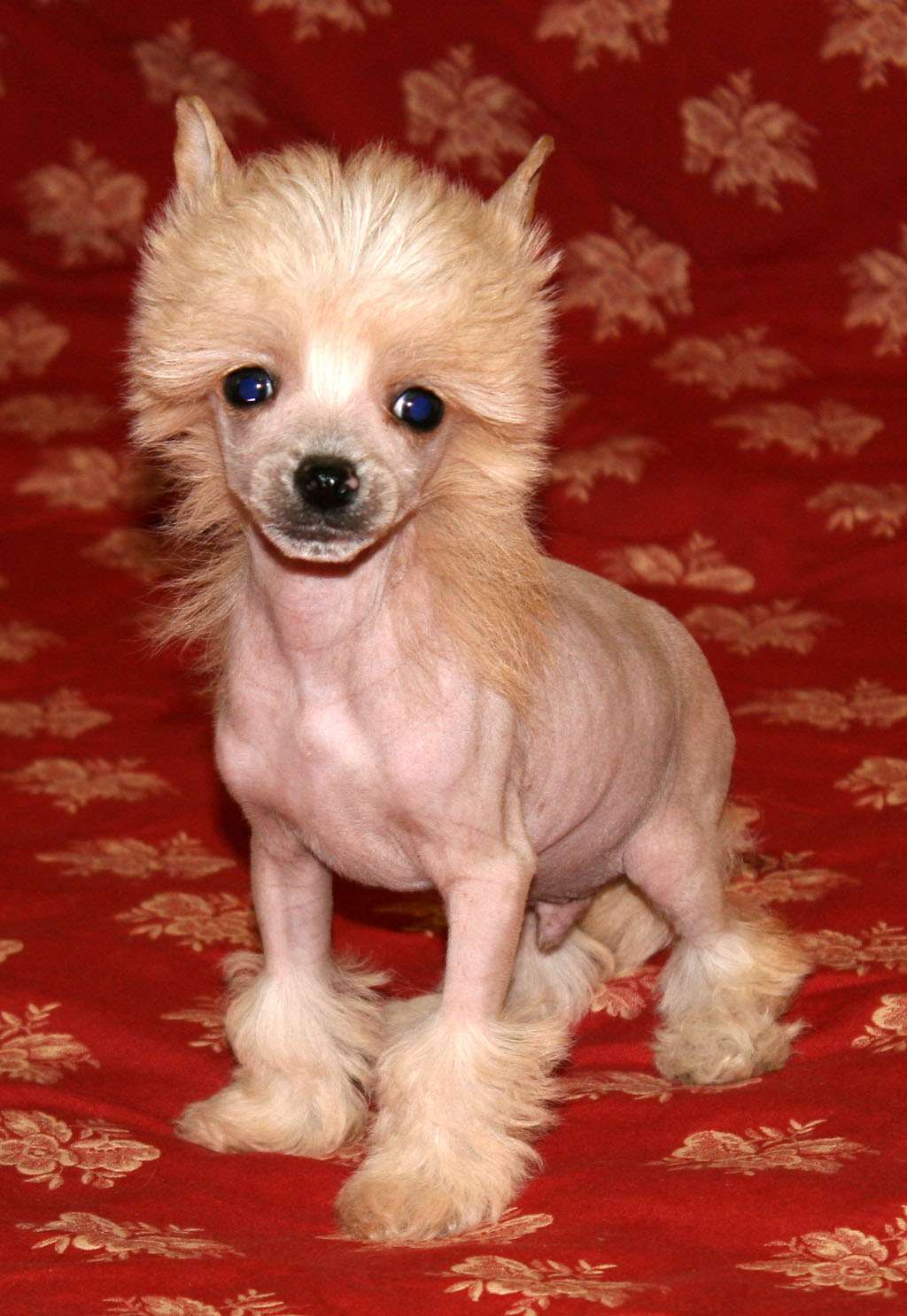 Grizzly bear de Almamasan