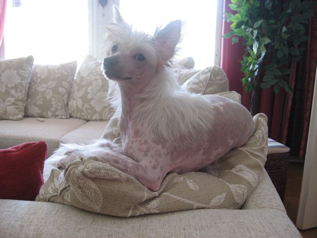 Flagstones Arabian Pony