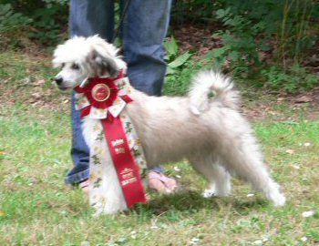 Rådjurstigens Leonardo Da Vinci