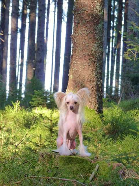 Traumtänz Nearly A Fairytale