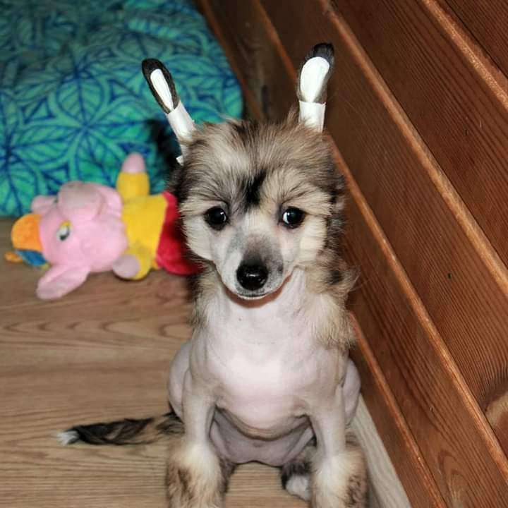 Julius Neva Galissia