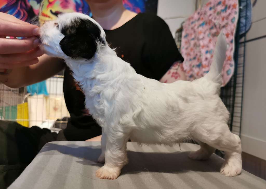 Xtra Bold High School Frenemy