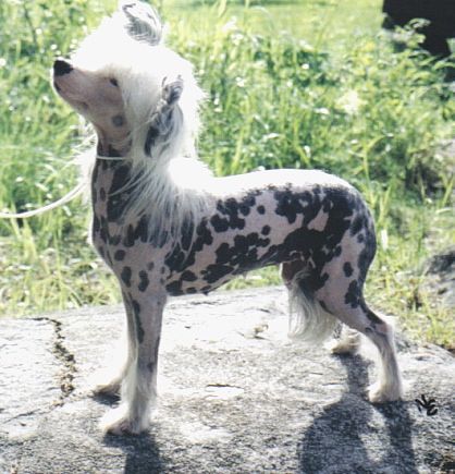 Bedlam Near My Heart